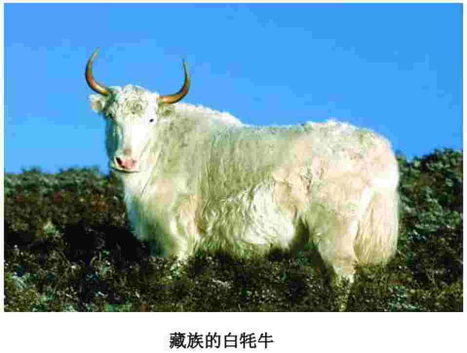 牦牛在藏族心中象征什么， 牦牛的寓意和象征