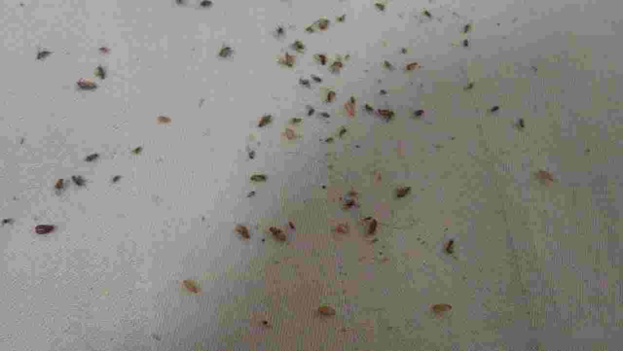 房间里有小飞虫怎么去除，驱虫安全效果还好方法分享