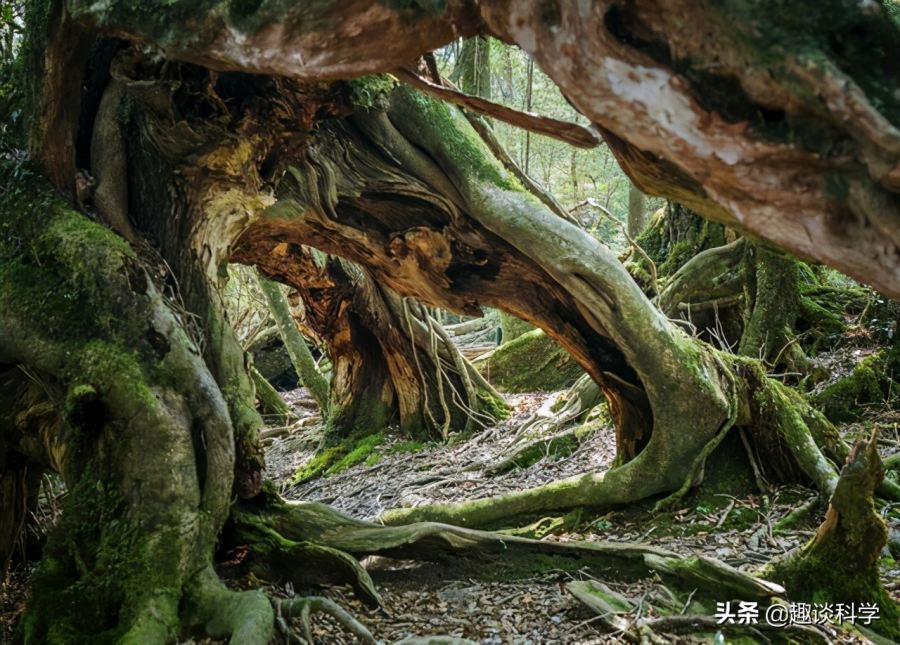 蛇到底能长到多大，盘点中国最吓人的一条巨蛇