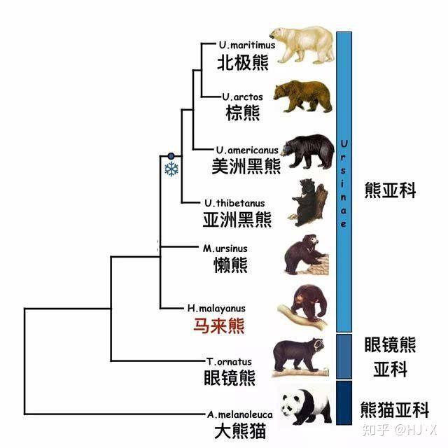 大熊猫为什么是国宝的原因，大熊猫为什么是国宝呢