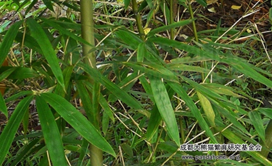大熊猫喜欢吃什么竹子(大熊猫最爱吃的竹子是什么)