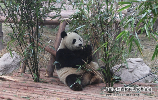 大熊猫喜欢吃什么竹子(大熊猫最爱吃的竹子是什么)