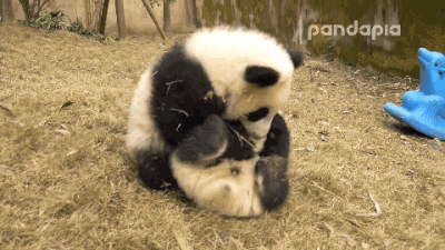 大熊猫为什么爱吃竹子(附带大熊猫吃竹子的图片)