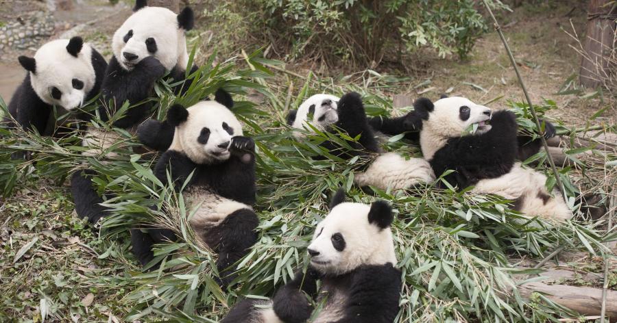大熊猫为什么爱吃竹子(附带大熊猫吃竹子的图片)