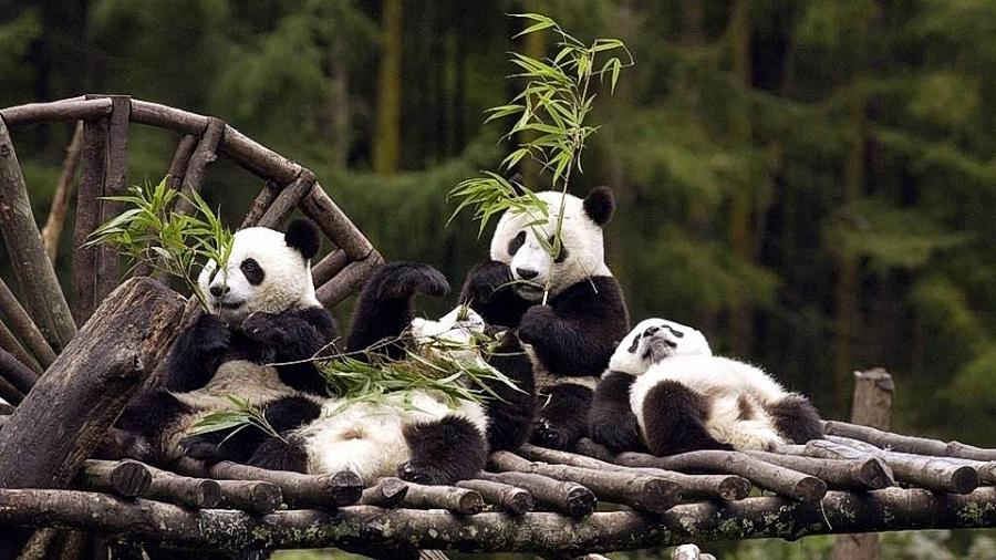 熊猫寿命大约是多少年，大熊猫死后怎么处理的