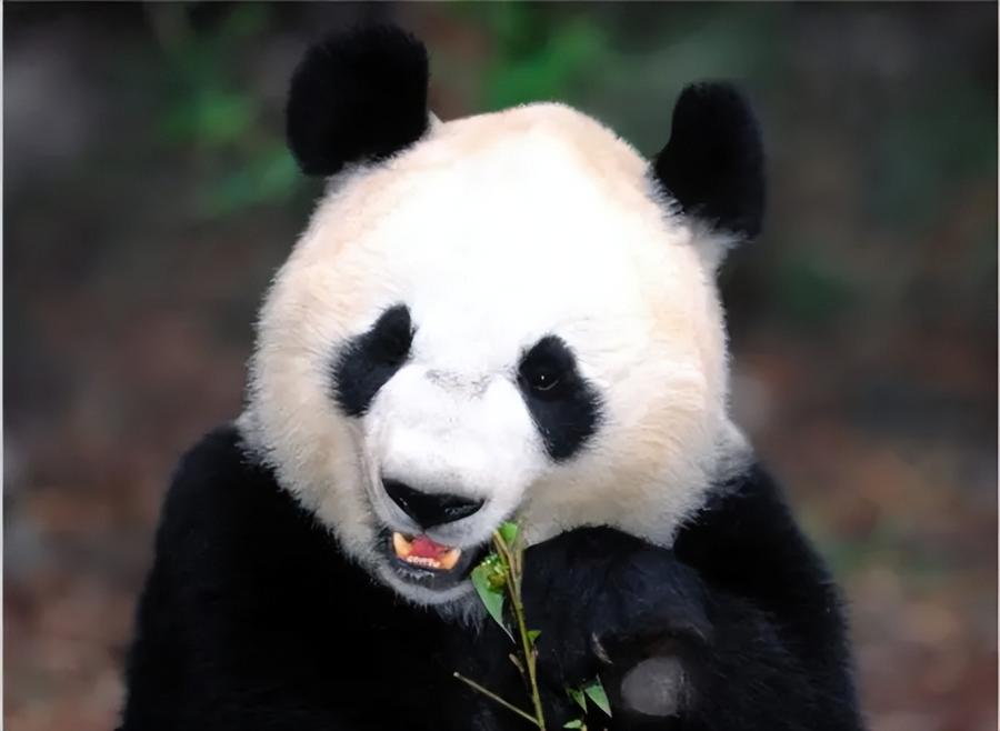 熊猫为什么是国宝，大熊猫为什么会成为国宝呢