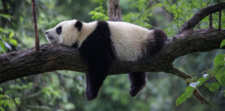 熊猫是怎么繁殖的，解密大熊猫为什么不喜欢交配