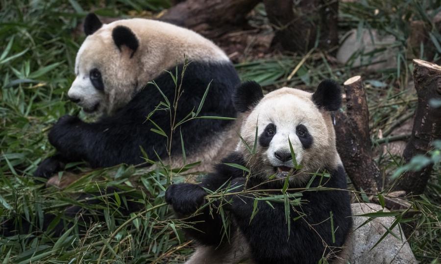 熊猫是怎么繁殖的，解密大熊猫为什么不喜欢交配