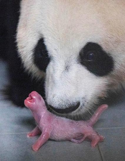 熊猫是怎么繁殖的，解密大熊猫为什么不喜欢交配