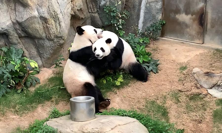 熊猫是怎么繁殖的，解密大熊猫为什么不喜欢交配