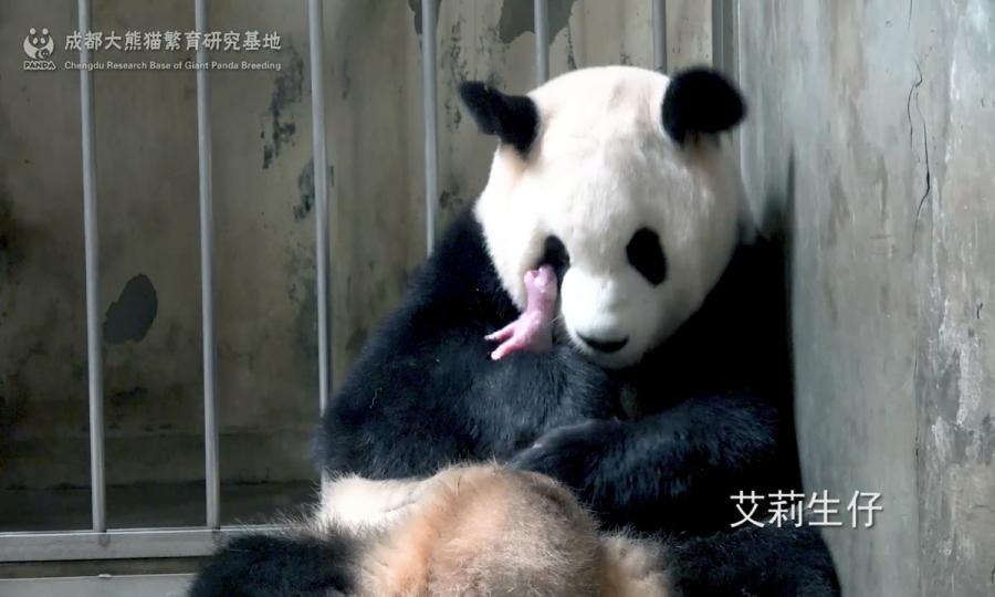 熊猫是怎么繁殖的，解密大熊猫为什么不喜欢交配