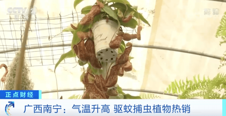 驱蚊草真的能驱蚊吗，用来驱蚊有没有效果