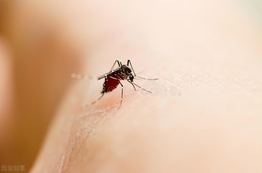 家里的蚊子太多了怎么办？室内灭蚊最佳方法