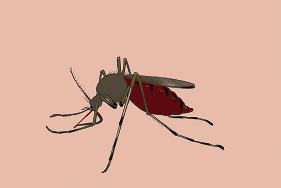 总被蚊子叮咬是什么原因，夏天为什么蚊子总咬你？