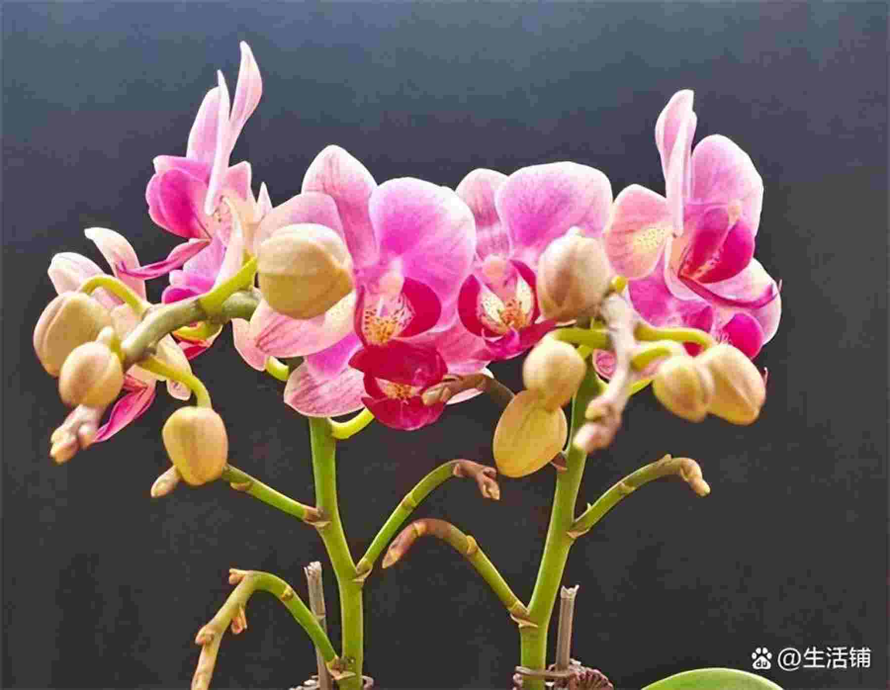 蝴蝶兰多久浇一次水,怎么浇