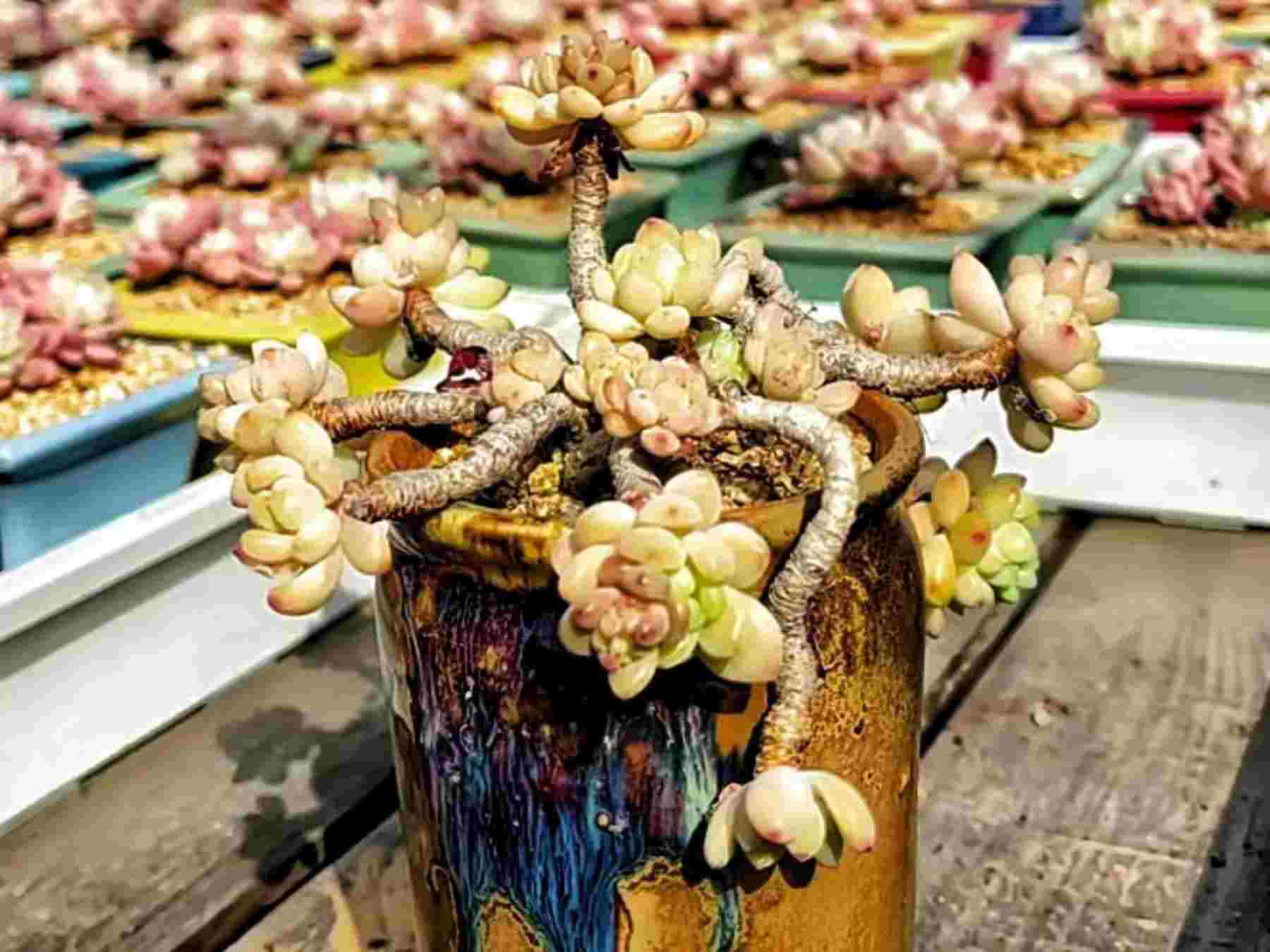 多肉多久浇一次水比较好，养多肉谨记“1少2多”