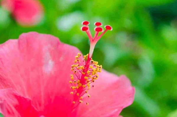 扶桑花有什么象征意义，扶桑花的寓意是什么