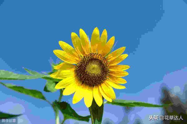 向日葵的花语和寓意是什么意思