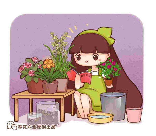 长期不在家花草怎样浇水，出门时可以自动浇水的小妙招分享