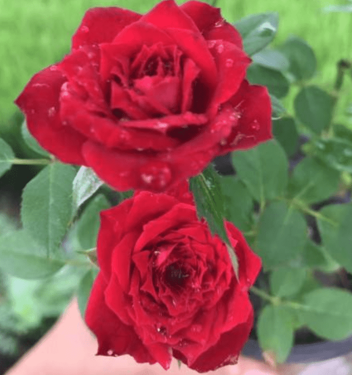 盆栽玫瑰花的养殖方法和注意事项，记住5要点花朵红艳艳