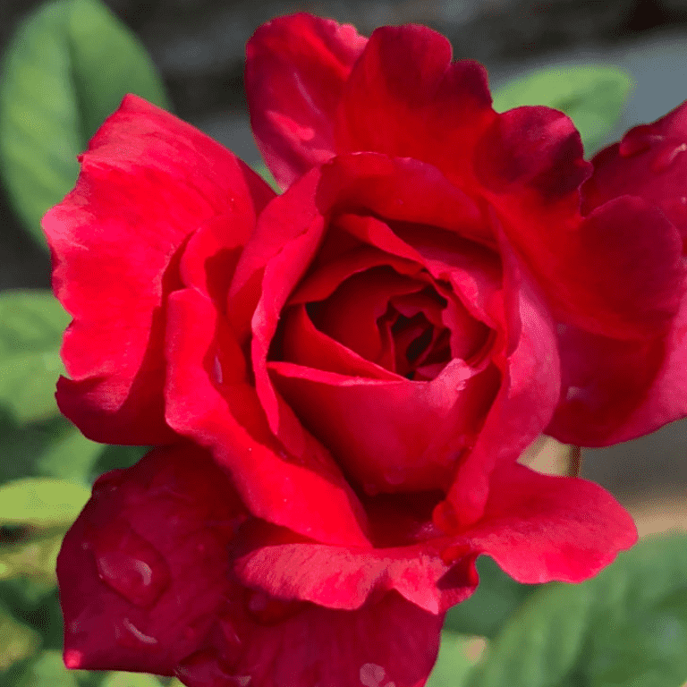 盆栽玫瑰花的养殖方法和注意事项，记住5要点花朵红艳艳