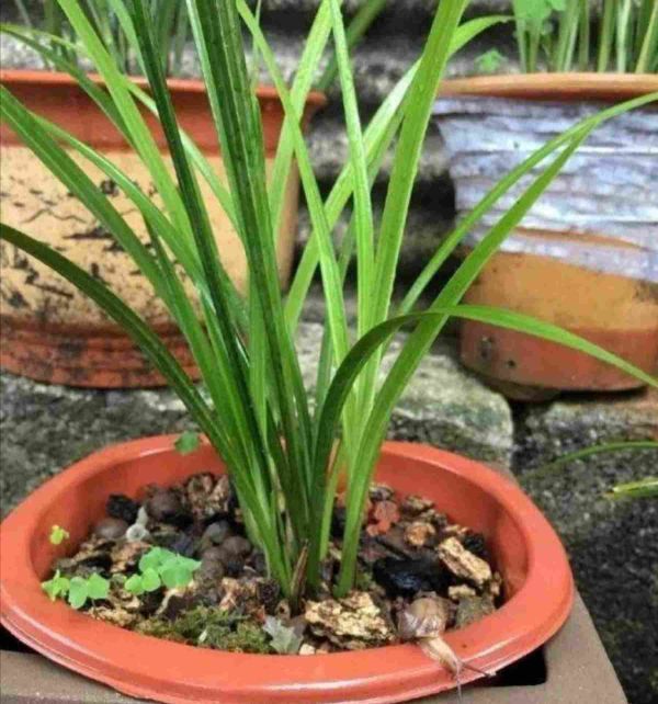 兰花浇水的正确方法，家中养兰花怎么给它浇水