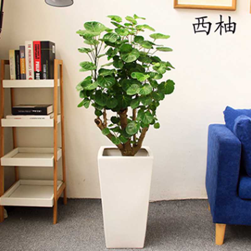 福禄桐盆景养殖方法与技巧（家有福禄桐财运更亨通）