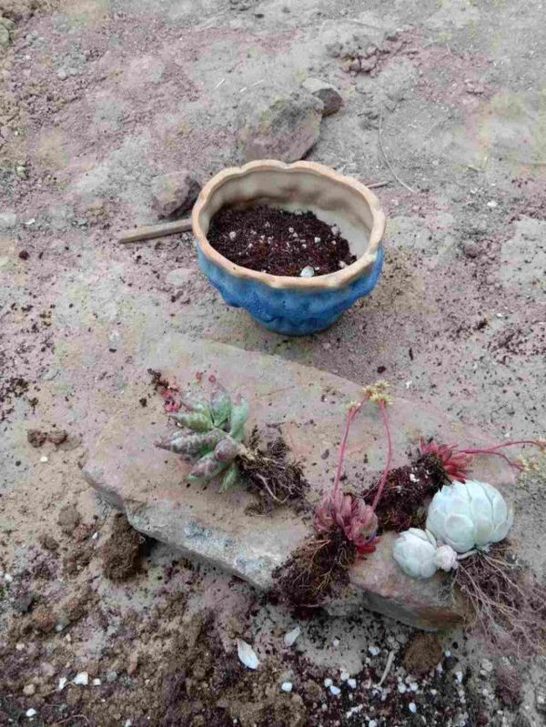 多肉夏天的养殖方法和注意事项（夏天怎么养多肉）