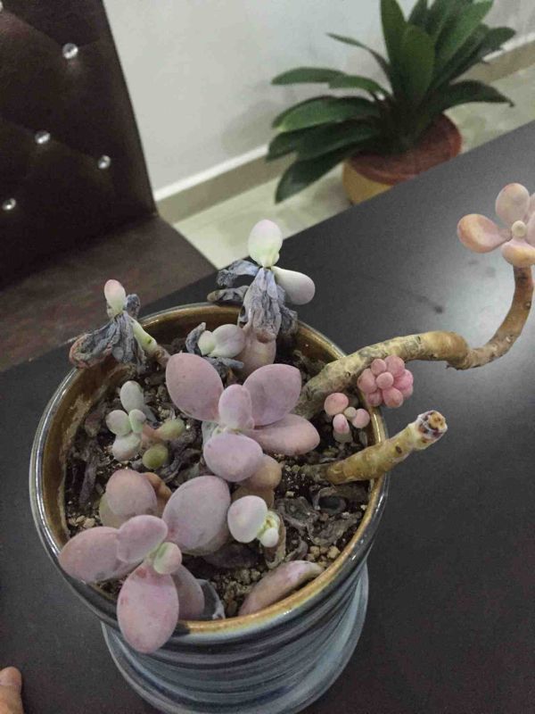 多肉夏天的养殖方法和注意事项（夏天怎么养多肉）
