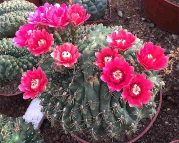 仙人球怎么养才会开花，满足5个基本条件开花很容易