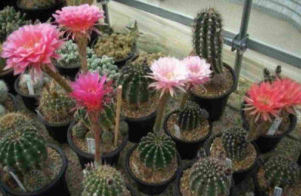 仙人球怎么养才会开花，满足5个基本条件开花很容易