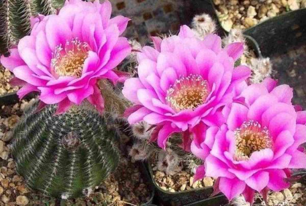 仙人球怎么养才会开花，满足5个基本条件开花很容易