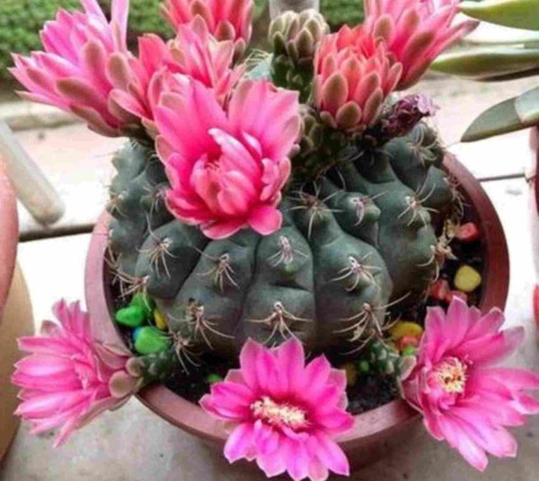 仙人球怎么养才会开花，满足5个基本条件开花很容易