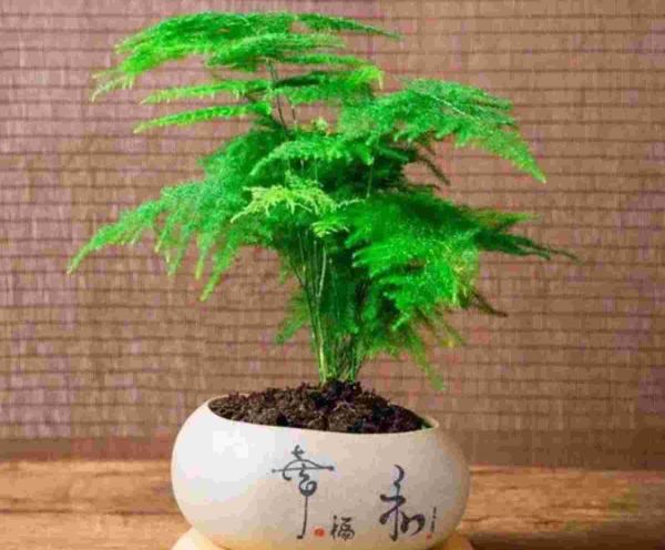 文竹夏天怎么养才能更旺盛，做到4个“不要”，就能枝叶翠绿不干焦