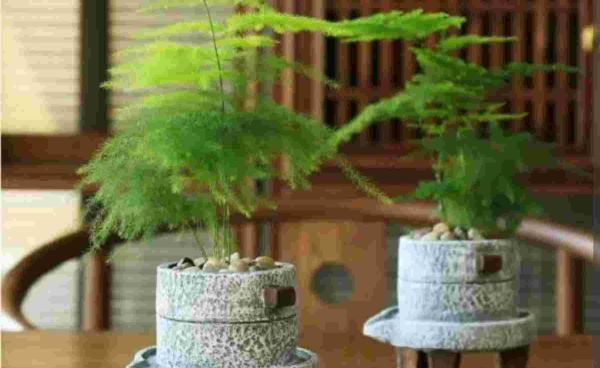 文竹夏天怎么养才能更旺盛，做到4个“不要”，就能枝叶翠绿不干焦