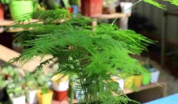 文竹夏天怎么养才能更旺盛，做到4个“不要”，就能枝叶翠绿不干焦