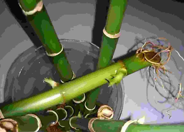 水竹怎么养才长得好，水培富贵竹3个简单小方法