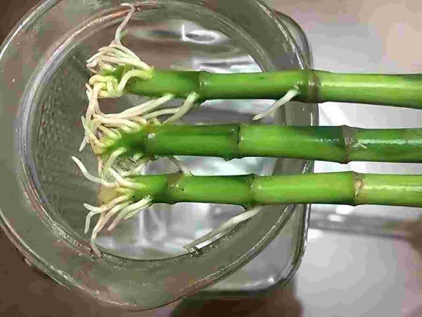 水竹怎么养才长得好，水培富贵竹3个简单小方法