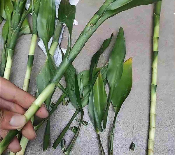 水竹怎么养才长得好，水培富贵竹3个简单小方法