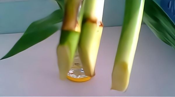 水竹怎么养才长得好，水培富贵竹3个简单小方法