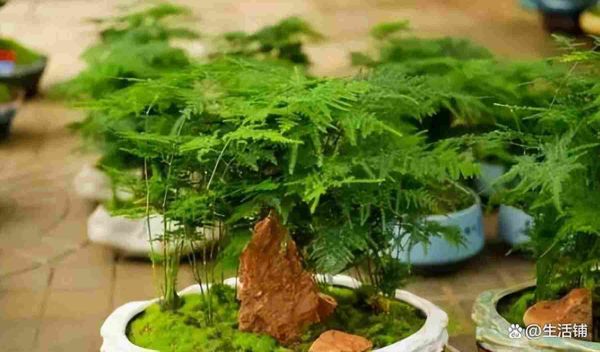 文竹的养殖方法和注意事项，记住这“4要点”会越养越精神