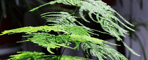 文竹的养殖方法和浇水，文竹的养护要点解析