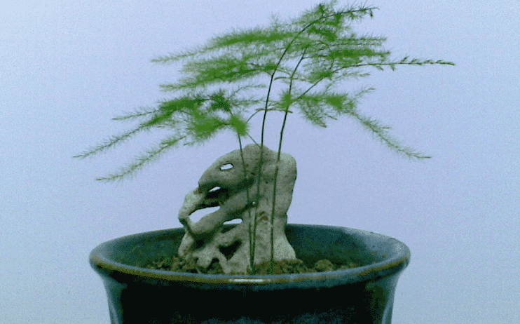 文竹的养殖方法和浇水，文竹的养护要点解析