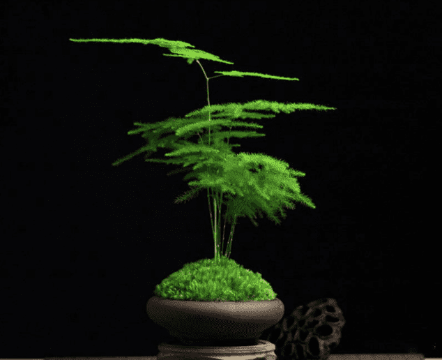 文竹的养殖方法和浇水，文竹的养护要点解析