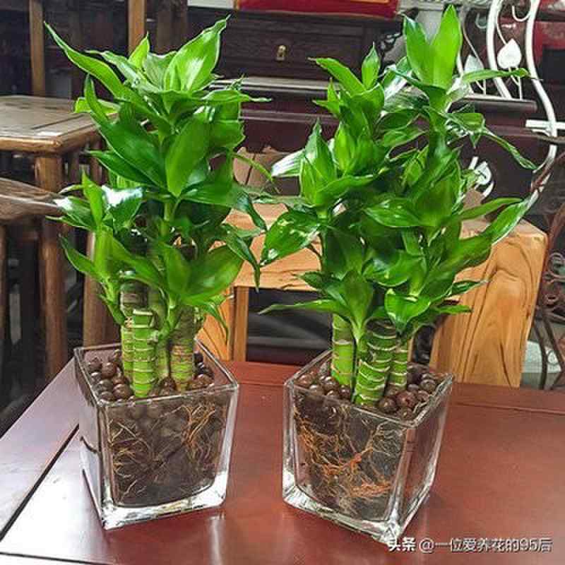 观音竹的养殖方法和注意事项