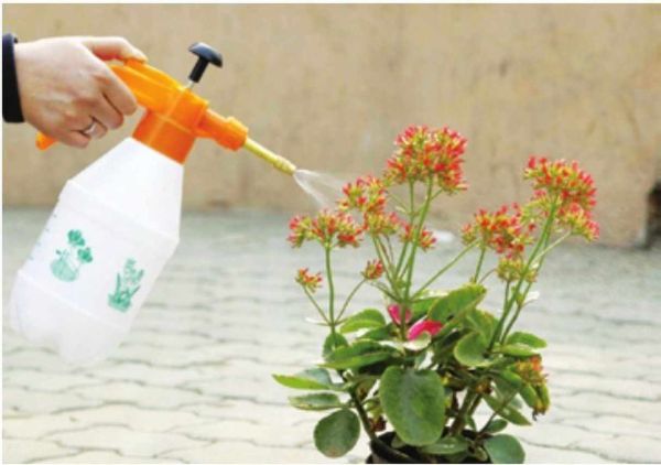 盆花在什么时间浇水最好，给花浇水什么时间最好