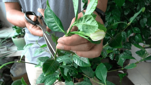 观叶植物如何进行修剪，观叶植物的修剪方法