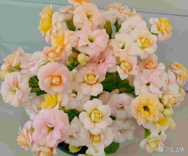 长寿花夏天多久浇一次水(长寿花几天浇一次水是最好的)