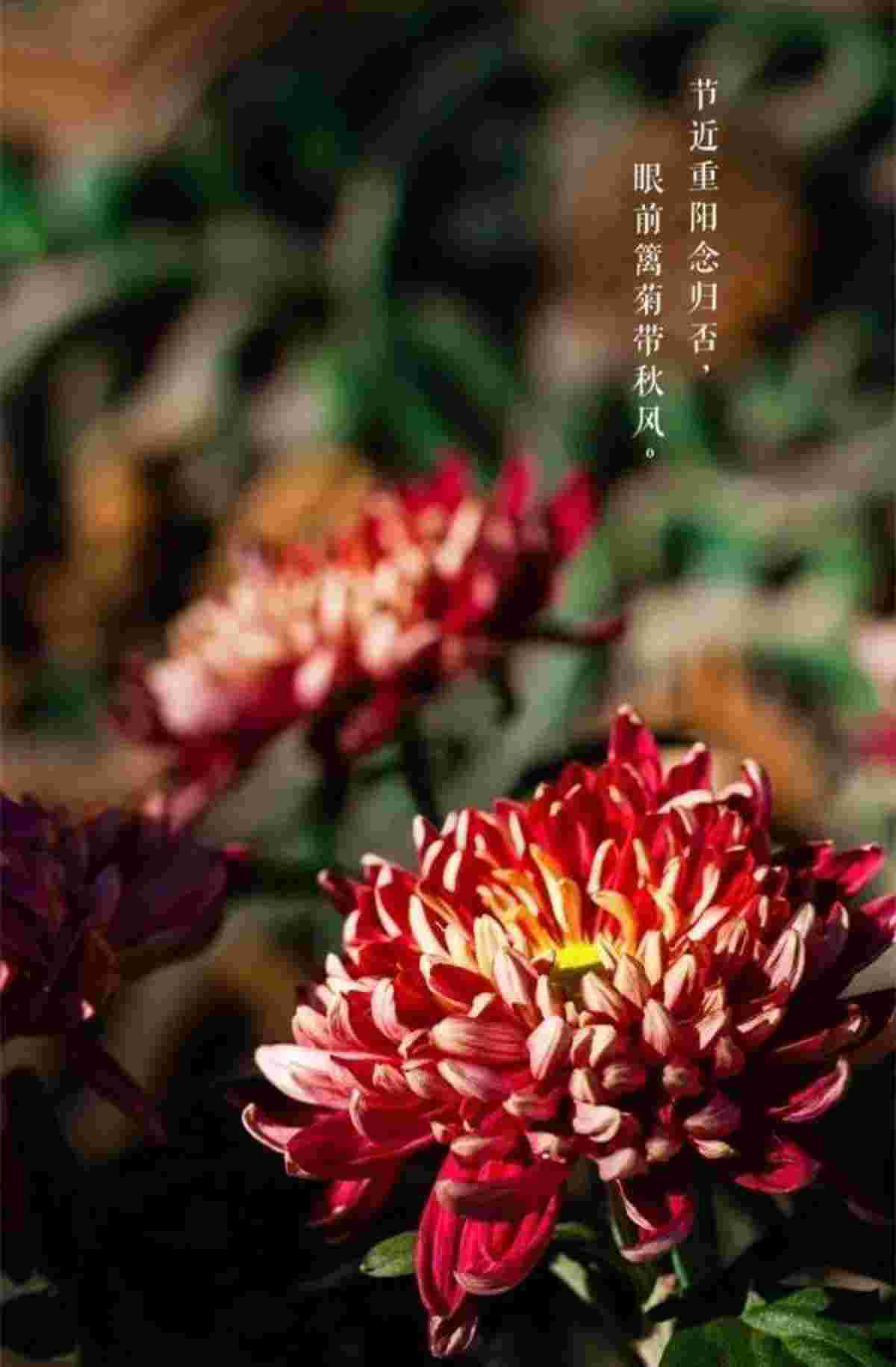 九月九日重阳节的风俗是什么，重阳节有哪些习俗