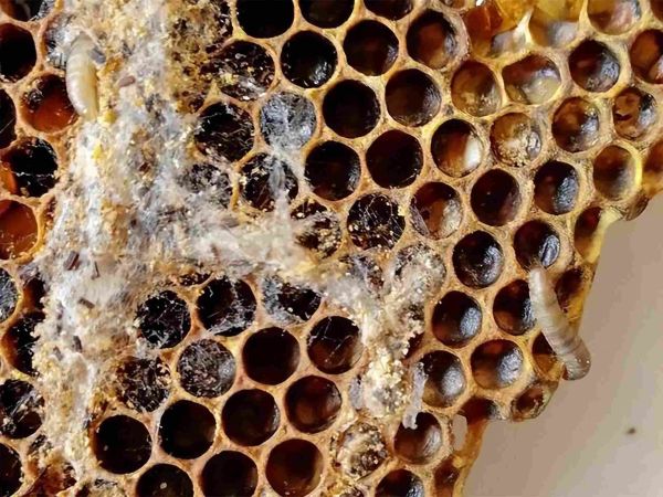 为什么你的蜜蜂越养越少呢？养蜜蜂的技巧和方法分享